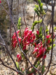 Erica plukenetii