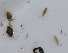 Entomobrya nigrocincta