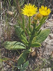 Berkheya rhapontica