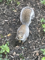 Sciurus carolinensis