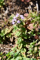 Thymus semiglaber