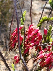 Erica plukenetii