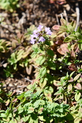 Thymus semiglaber