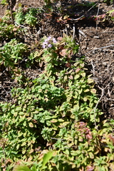 Thymus semiglaber