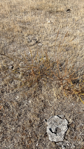 iNaturalist observation photo of Dicots