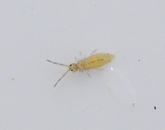 Entomobrya nigrocincta