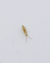 Entomobrya nigrocincta