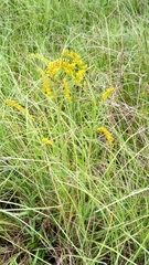 Solidago leavenworthii