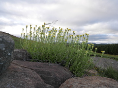 Helichrysum cooperi