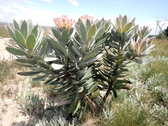 Protea roupelliae roupelliae