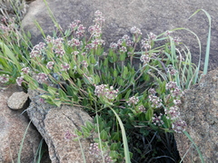 Xysmalobium parviflorum