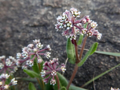 Xysmalobium parviflorum