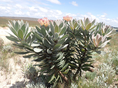 Protea roupelliae roupelliae