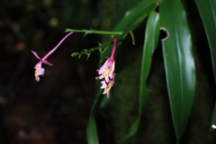 Epidendrum