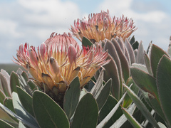 Protea roupelliae roupelliae