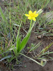 Hypoxis argentea