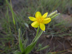 Hypoxis argentea