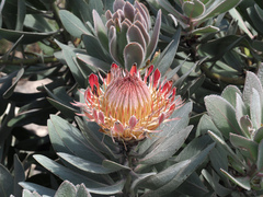 Protea roupelliae roupelliae
