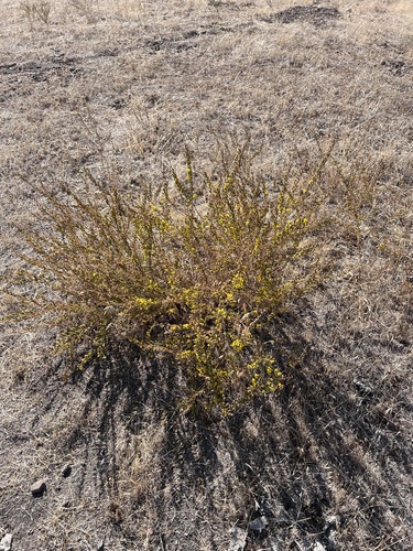 iNaturalist observation photo of Pit-gland Tarweed