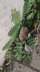 Erodium cicutarium