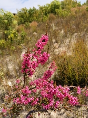Erica daphniflora