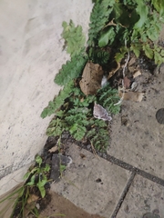 Erodium cicutarium
