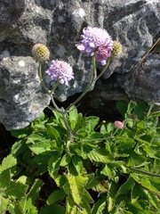 Scabiosa