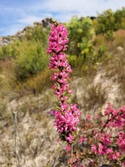 Erica daphniflora