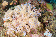 Conglomeratusclera coerulea