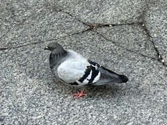 Columba livia domestica