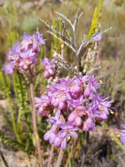 Dilatris corymbosa
