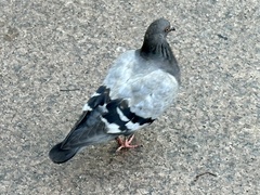 Columba livia domestica