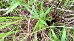 Solidago leavenworthii