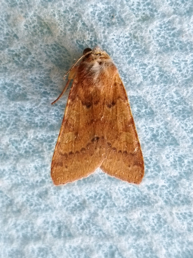 flounced chestnut