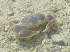 Eurycarcinus orientalis