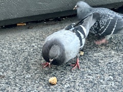 Columba livia domestica