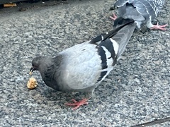 Columba livia domestica