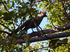 Corythaixoides concolor