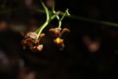 Cyrtochilum