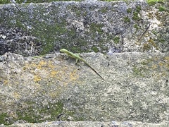 Anolis evermanni