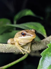 Indosylvirana