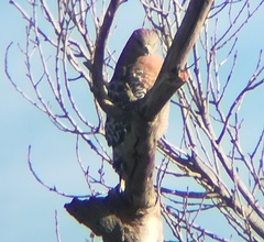 Buteo lineatus elegans