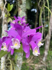 Cattleya