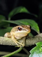 Indosylvirana