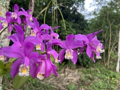 Cattleya