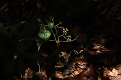 Cyrtochilum