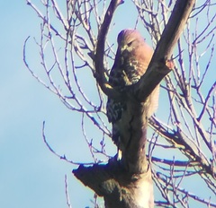 Buteo lineatus elegans