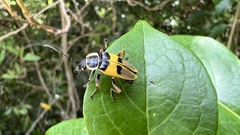 Chauliognathus flavipes