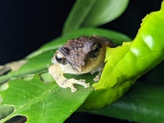 Pseudophilautus wynaadensis