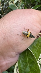 Chauliognathus flavipes